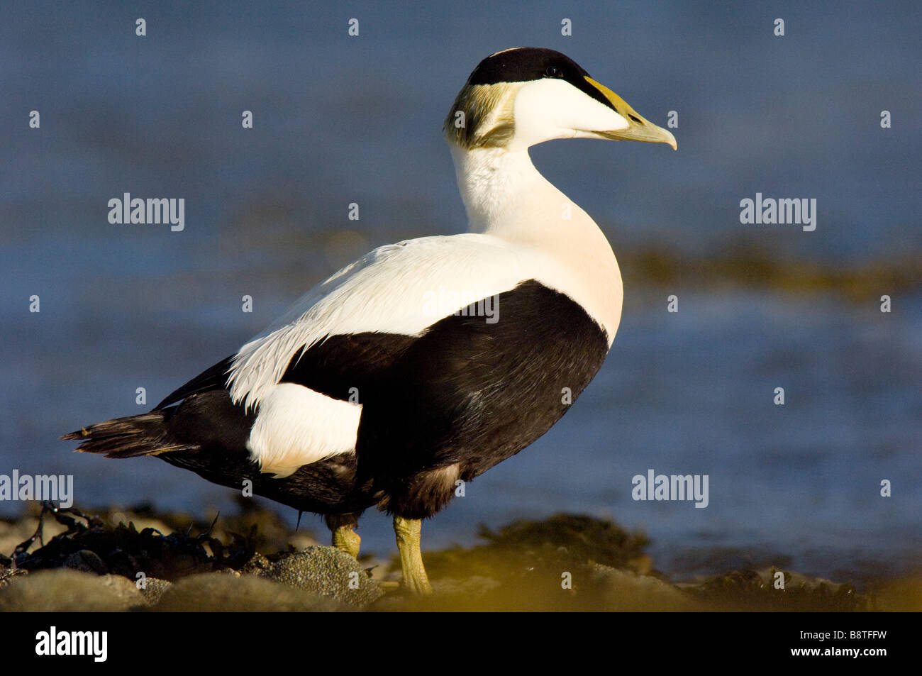 Eider duck, Somateria mollissima, male or drake on shore of the Ythan Estuary, Scotland. Stock Photo
