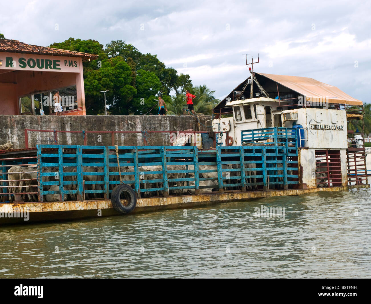 Cattle transportation on a river in the fluvial island of Marajo in the Amazon, Para state, Brazil. Stock Photo