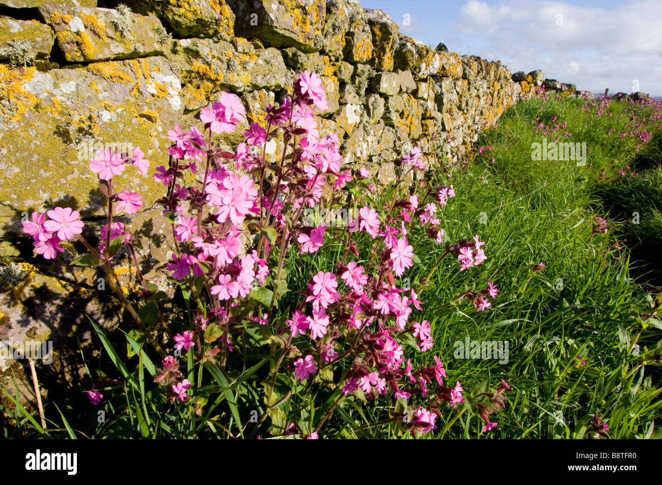 Wild flowers scotland coast hires stock photography and images Alamy