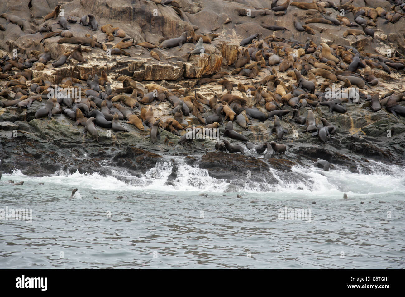 South American Sealions, Otaria flavescens, Palomino Islands, Callao Islands, Lima, Peru, South America Stock Photo