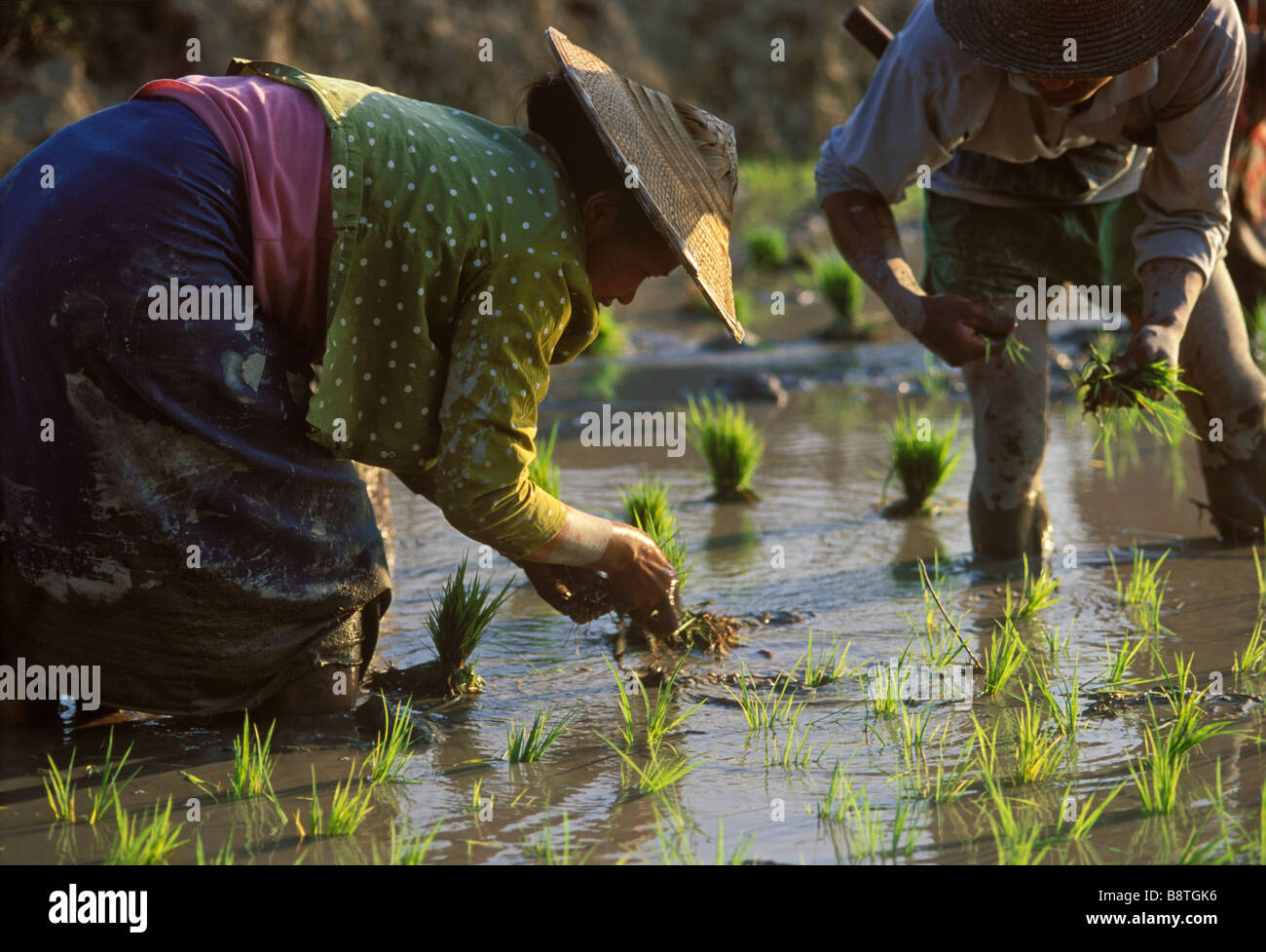 Burmese farmers transplanting young rice in paddy fields near Namhkan ...