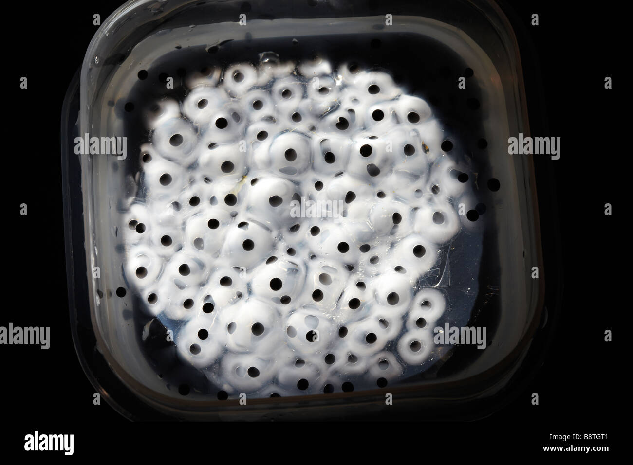 Frogspawn of Common Frog (Rana temporaria) Transilluminated Stock Photo Alamy
