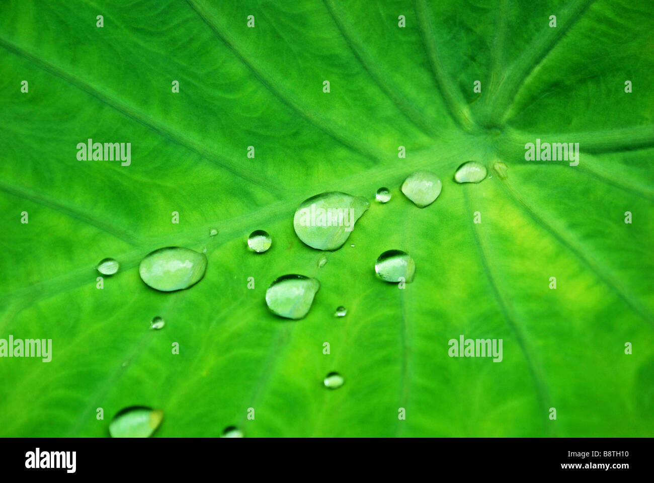 Keeping hydrated at the Botanical Gardens in Singapore - giant wine leaf with raindrops Stock Photo