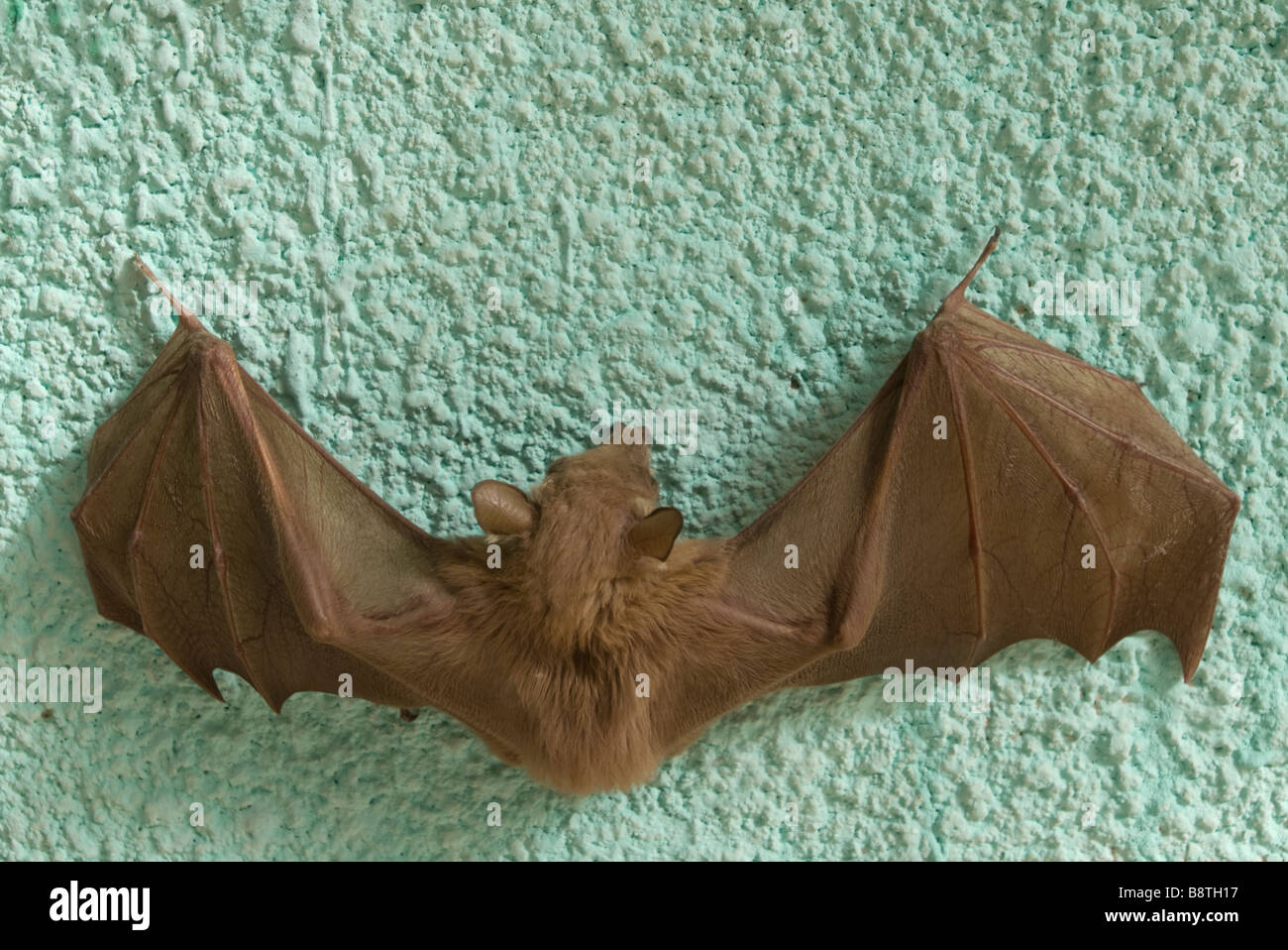 bat  open wings on a green wall toubacouta Senegal Stock Photo