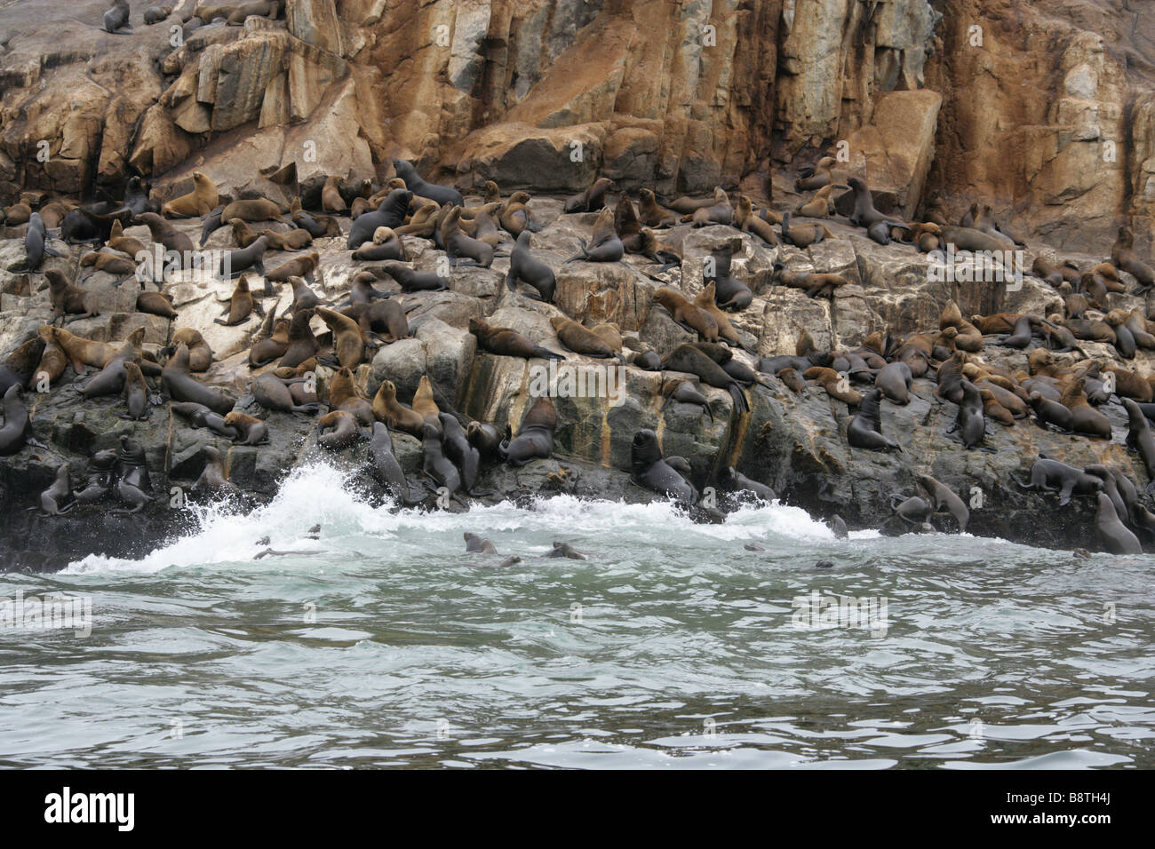 South American Sea Lion Colony, Otaria flavescens, Palomino Islands, Callao Islands, Lima, Peru, South America Stock Photo