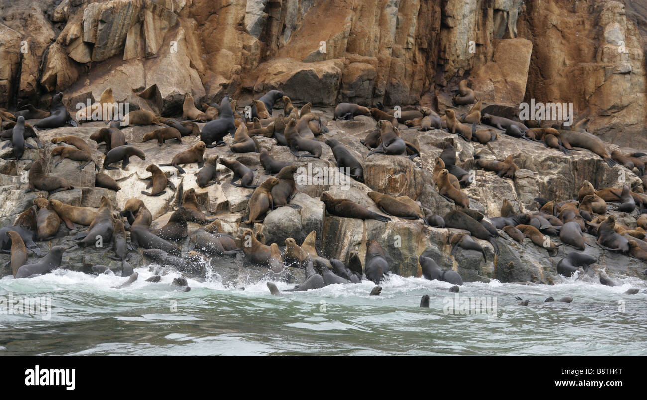 South American Sea Lion Colony, Otaria flavescens, Palomino Islands, Callao Islands, Lima, Peru, South America Stock Photo