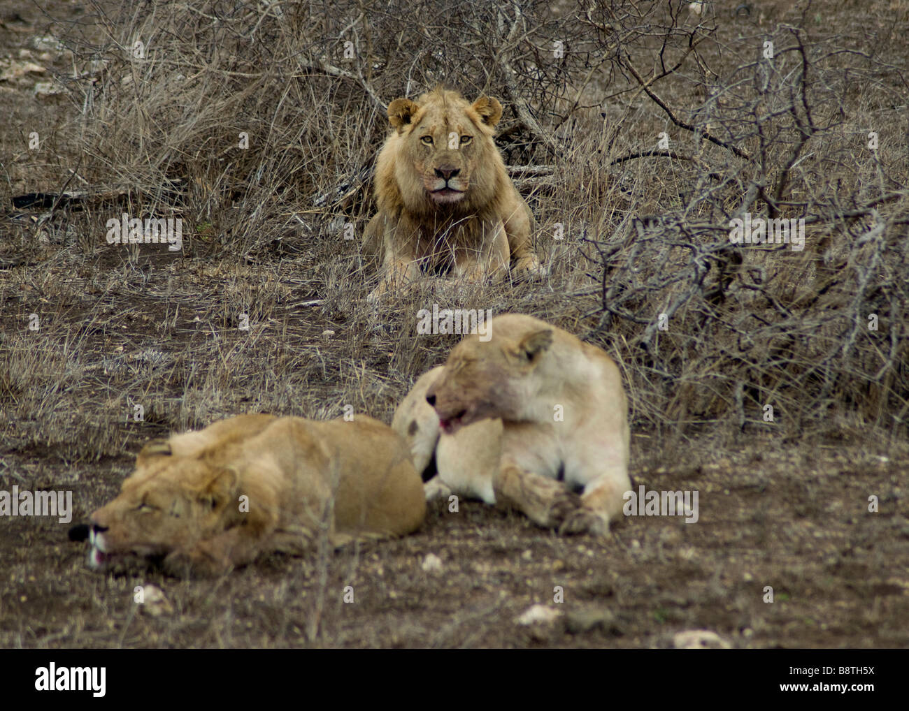 Lions in kruger south hi-res stock photography and images - Alamy