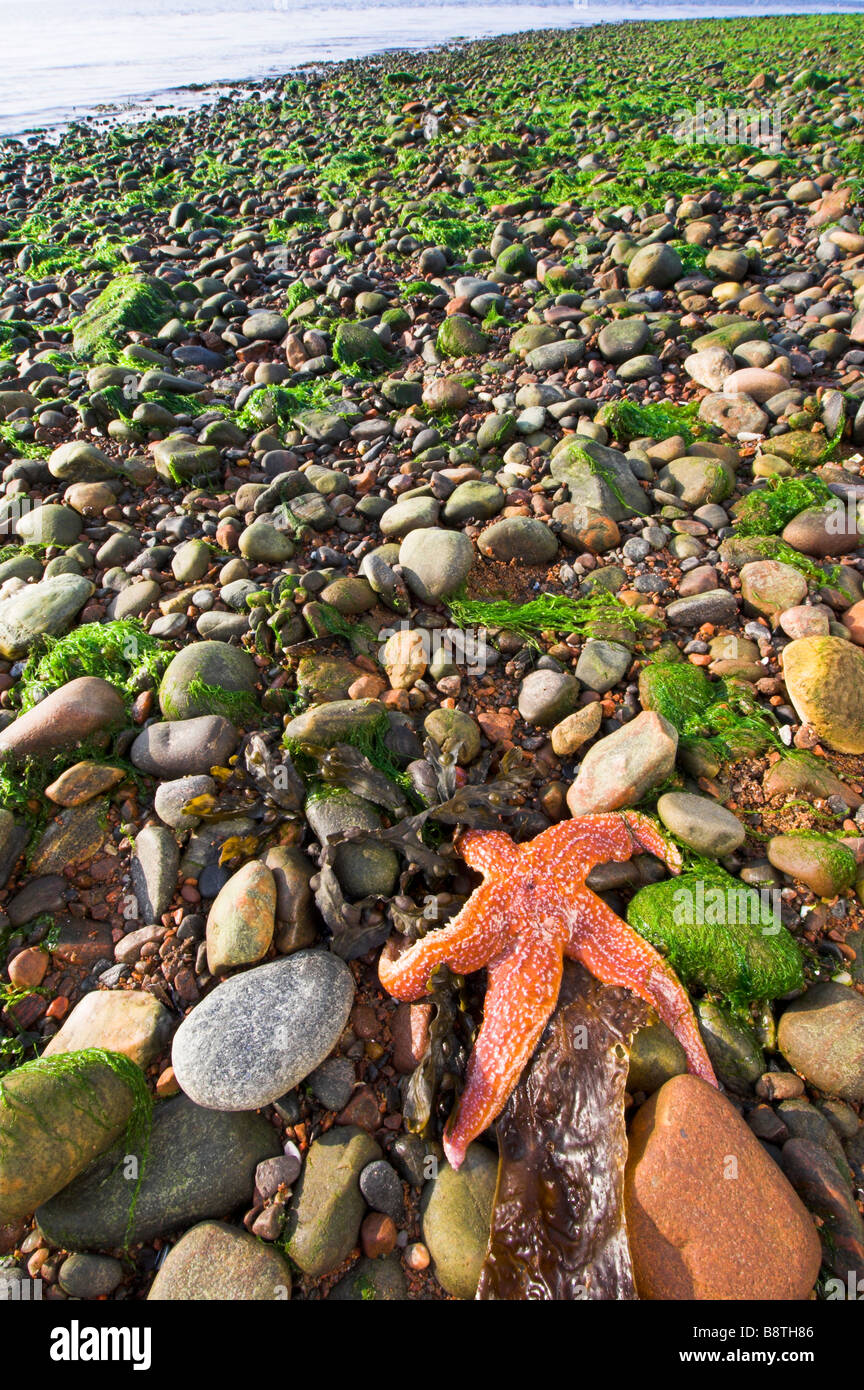 Common Starfish, Asterias rubens, stranded on the shore of Moray Firth, Scottish Highlands. Stock Photo