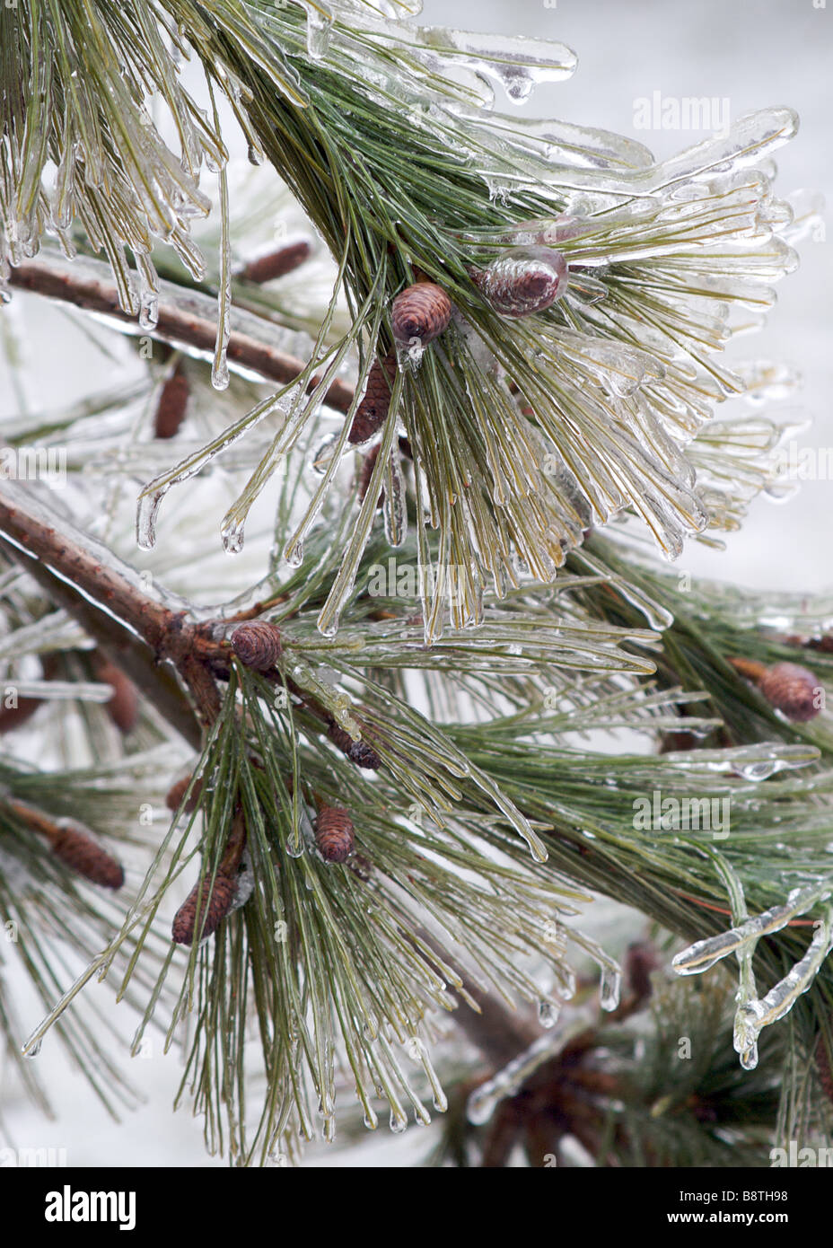 Pine needles coated in ice after storm Stock Photo - Alamy