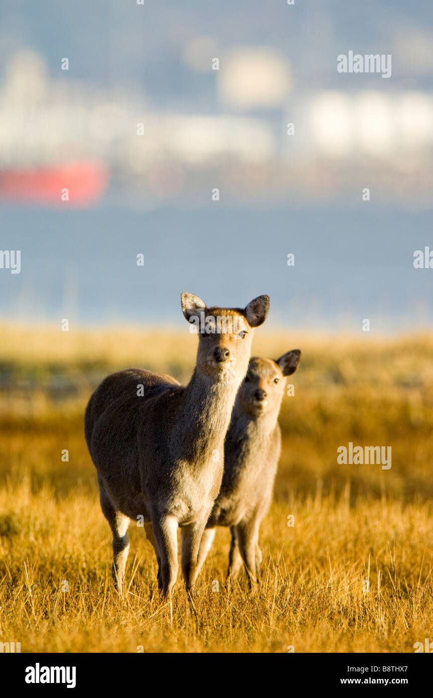 Sika deer, Cervus nippon, a female or hind with a juvenile on saltmarsh at edge of Poole Harbour with the town of Poole behind. Stock Photo