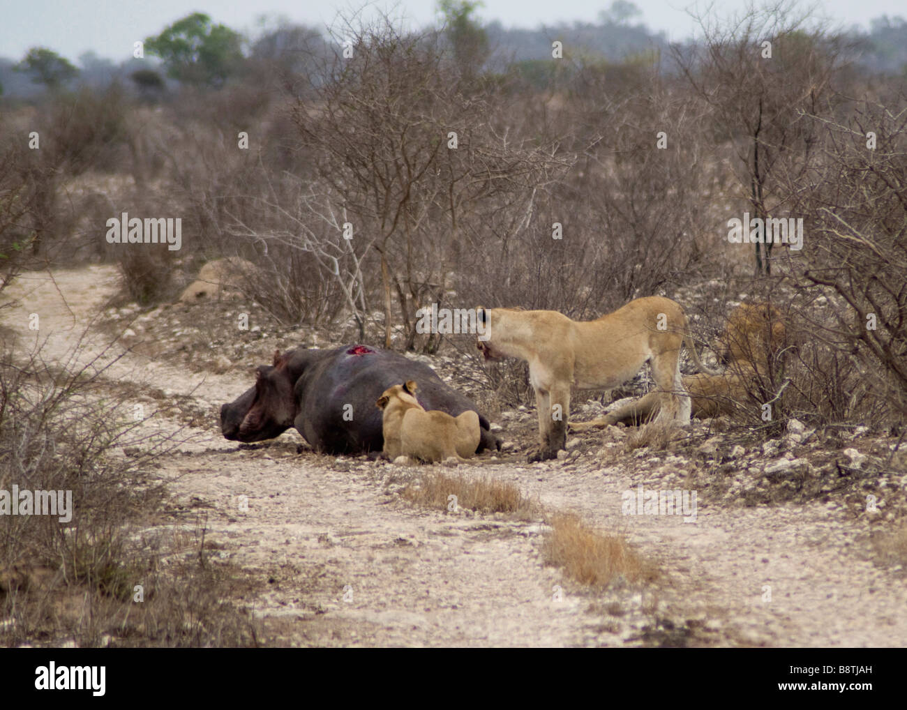 Lions killing a full grown female hippo and her calf in Kruger National Park South Africa Stock Photo