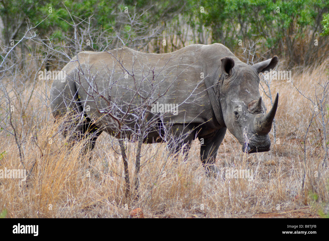 White Rhino in Kruger National Park South Africa Stock Photo