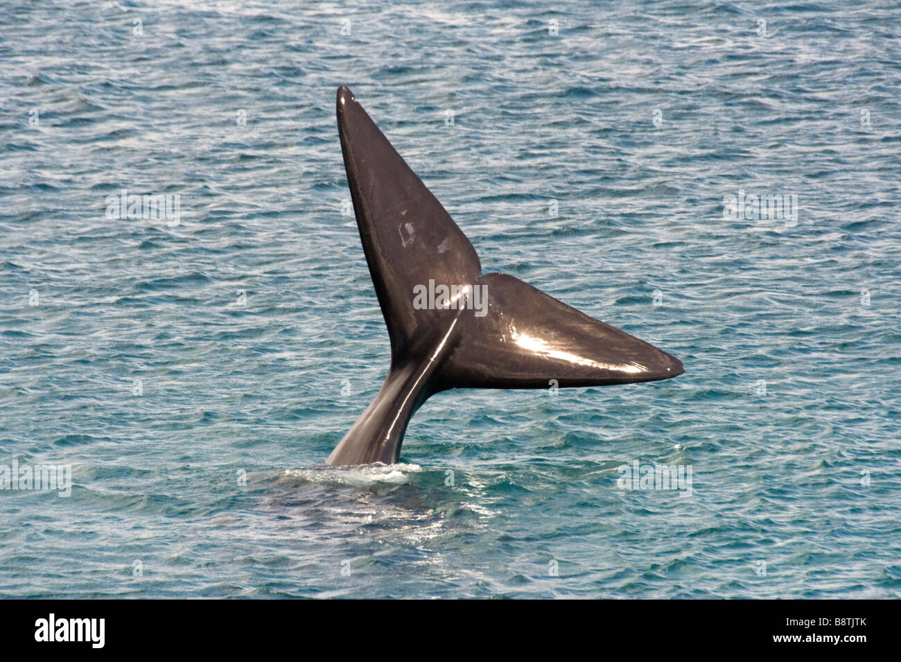 Tail of a Southern Right Whale Stock Photo - Alamy