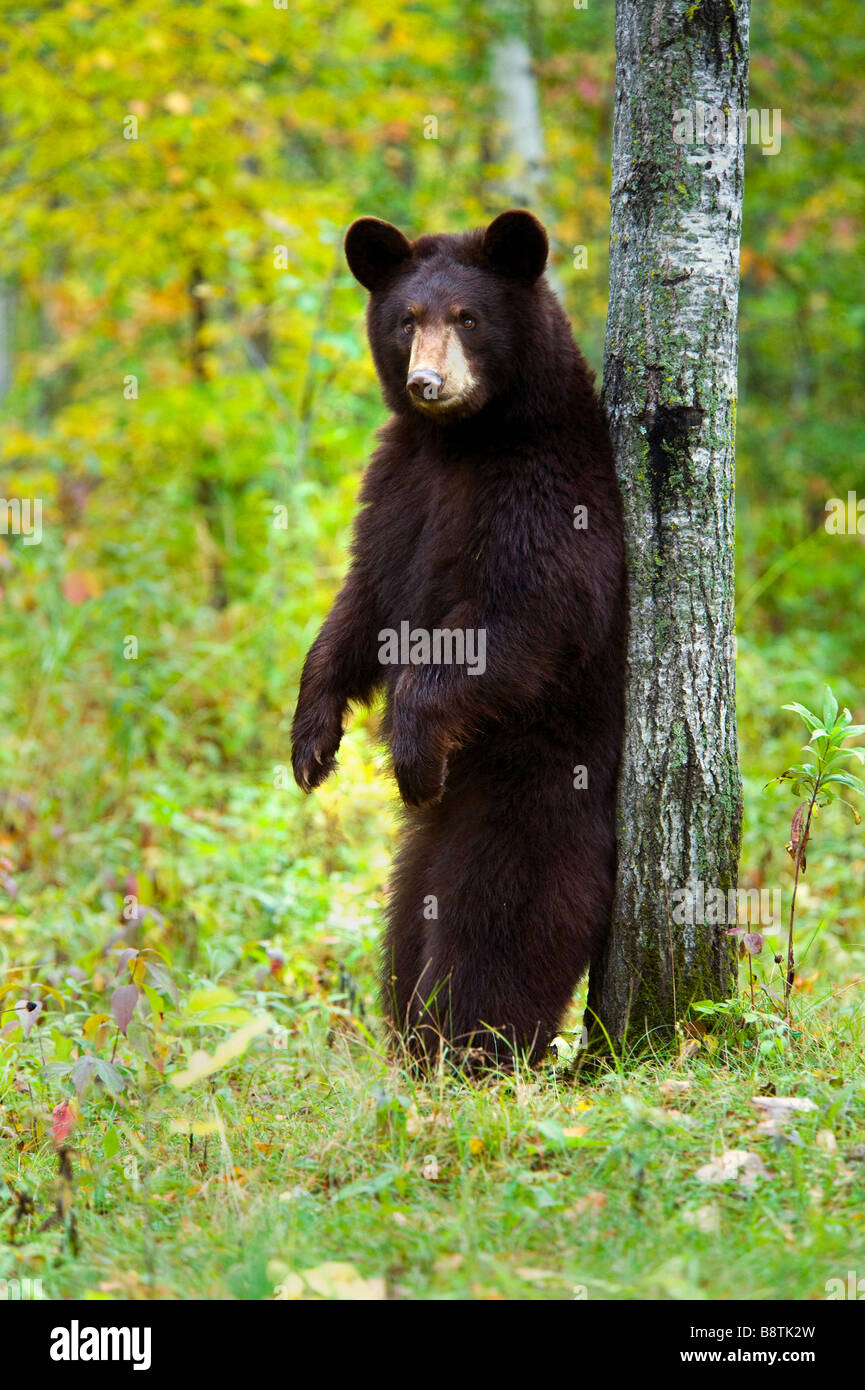 Black Bear in Autumn, Minnesota Stock Photo Alamy