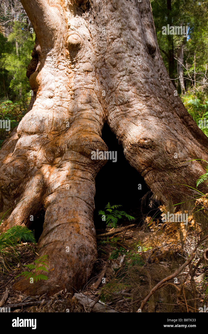 Red Tingle Tree Eucalyptus Jackson in the Valley Of The Giants WA Stock Photo