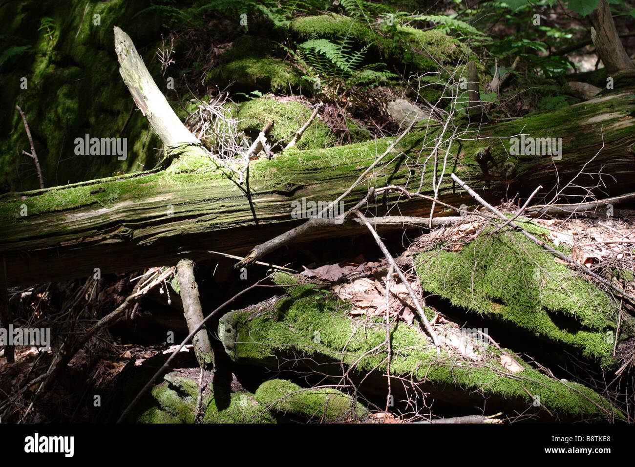 Mossy Log in Forest Stock Photo - Alamy