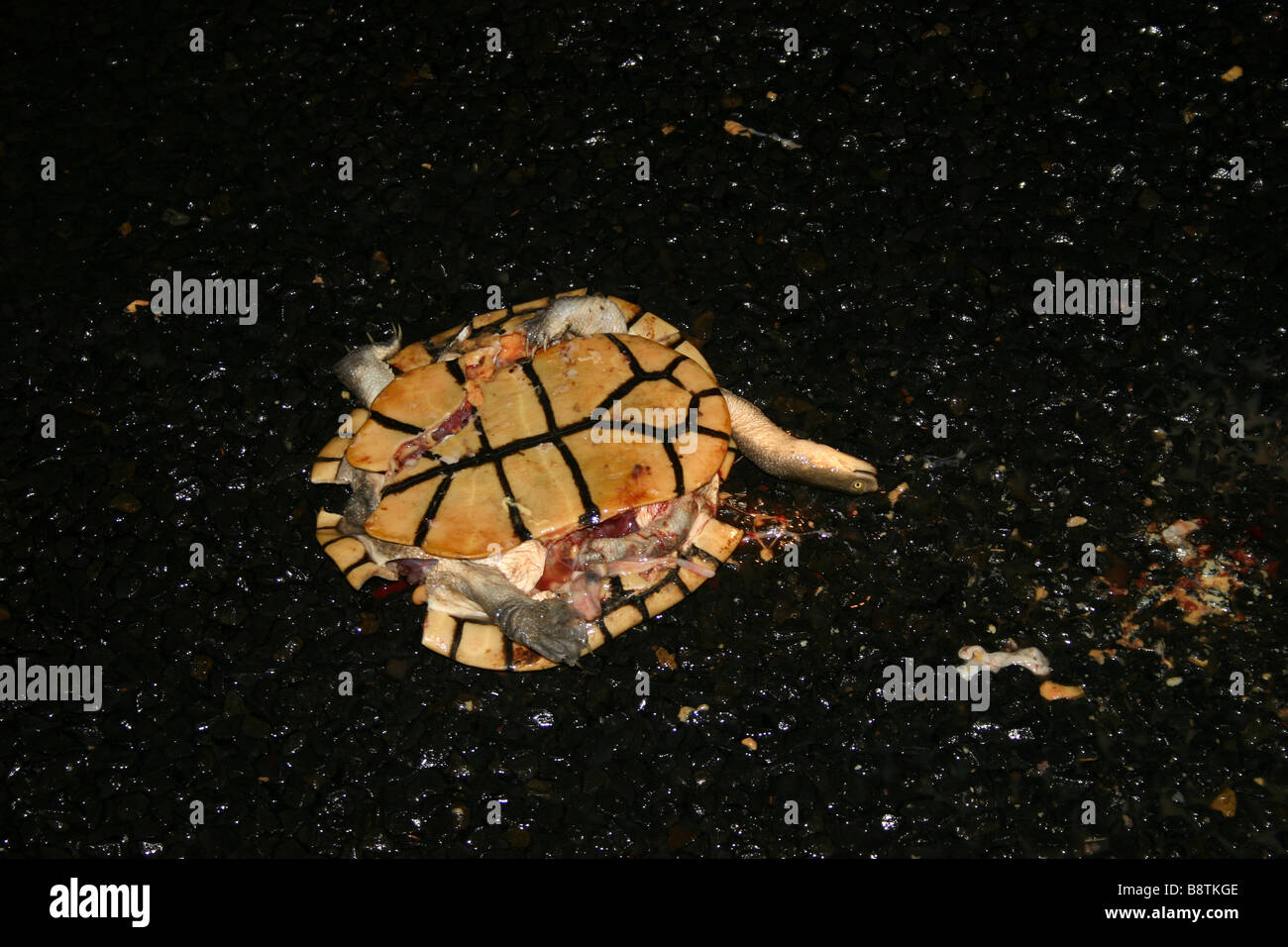 An Eastern Long NeckTurtle (Chelodina longicollis) killed whilst crossing a road Stock Photo