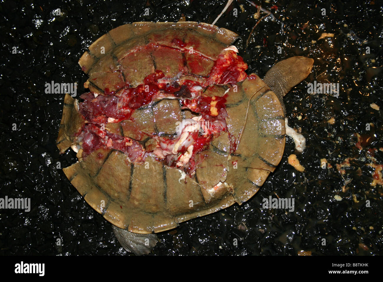 An Eastern Long NeckTurtle (Chelodina longicollis) killed whilst crossing a road Stock Photo