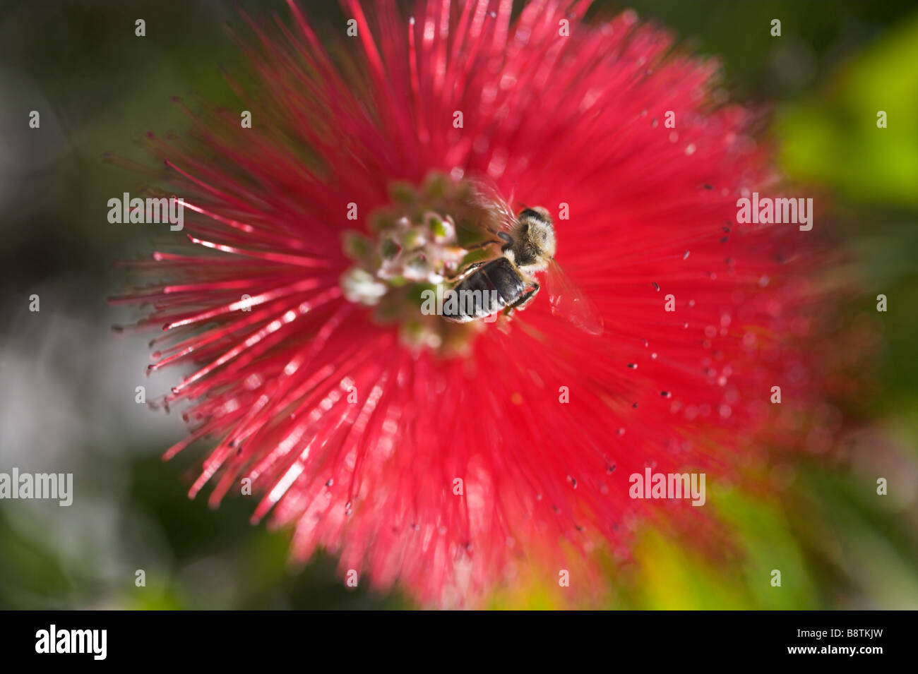 Bee on end of Bottle Brush Plant Stock Photo