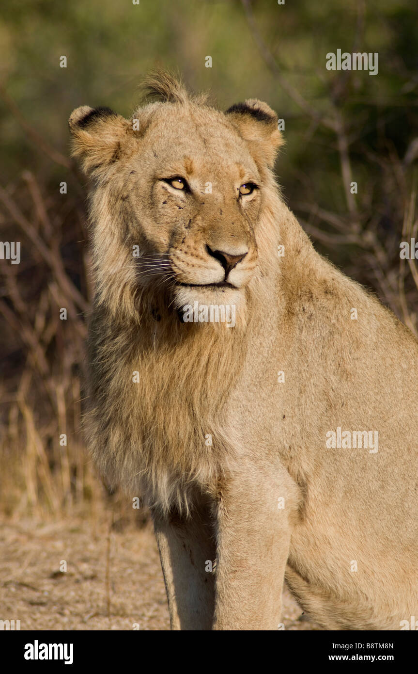 Tour guide africa lion hi-res stock photography and images - Alamy