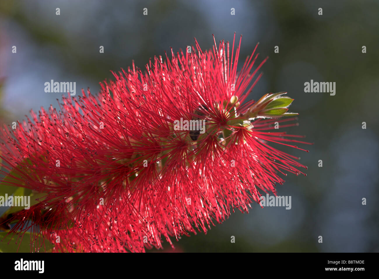 Bottle Brush plant with bee Stock Photo