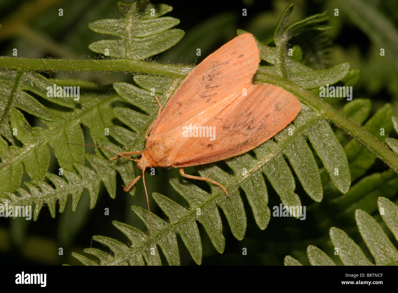 Rosy footman moth Miltochrista miniata Arctiidae on bracken UK unposed shot Stock Photo