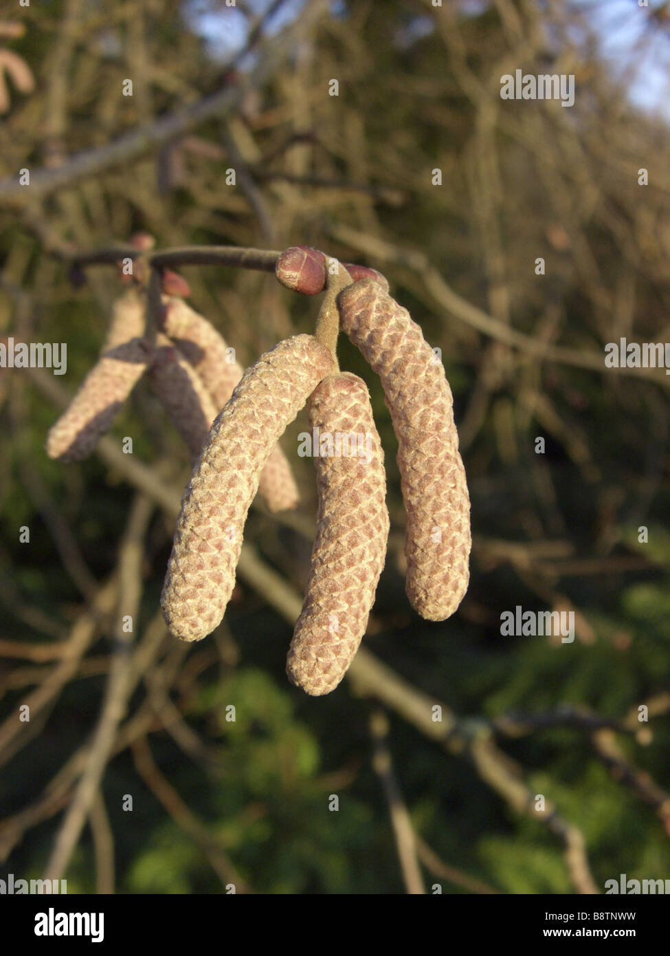 Giant hazel (Corylus maxima 'Purpurea', Corylus maxima Purpurea), male catkins in bud Stock Photo