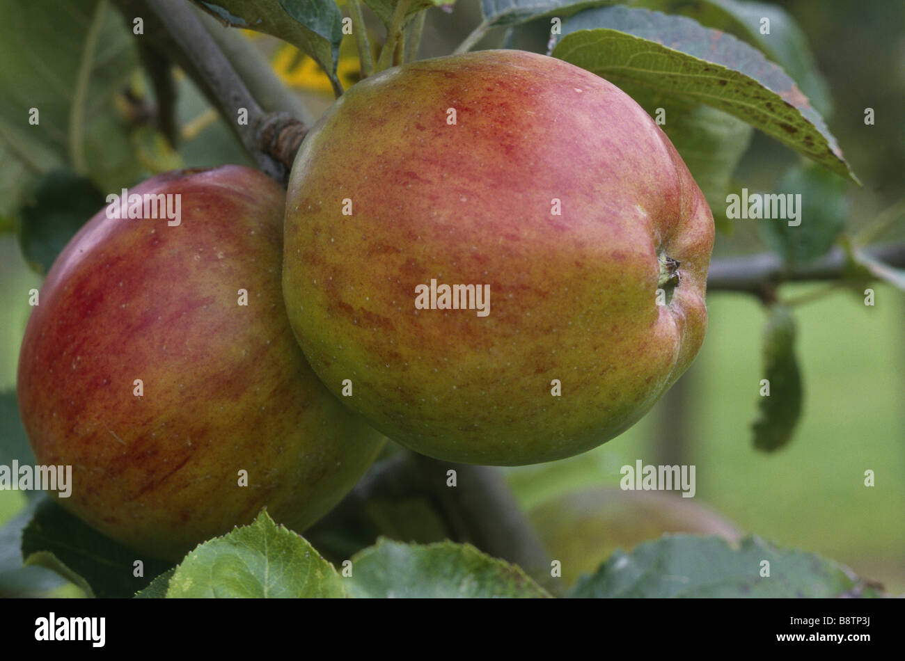 costard-apple