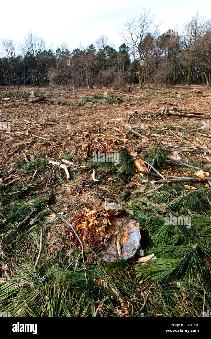 Wasteland debris from commercial logging, France. Stock Photo