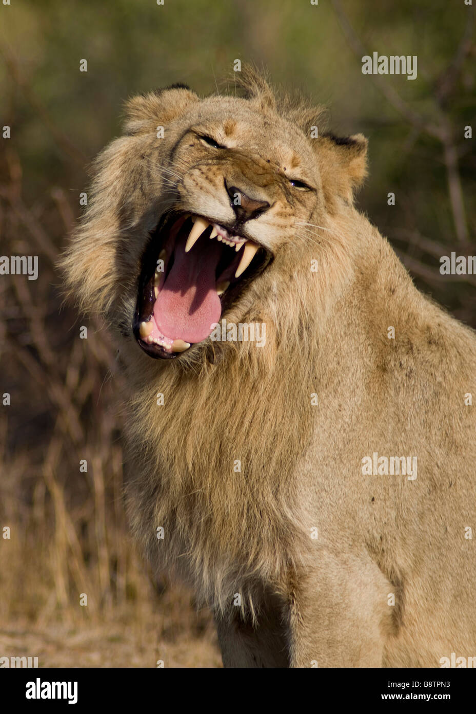 Tour guide africa lion hi-res stock photography and images - Alamy