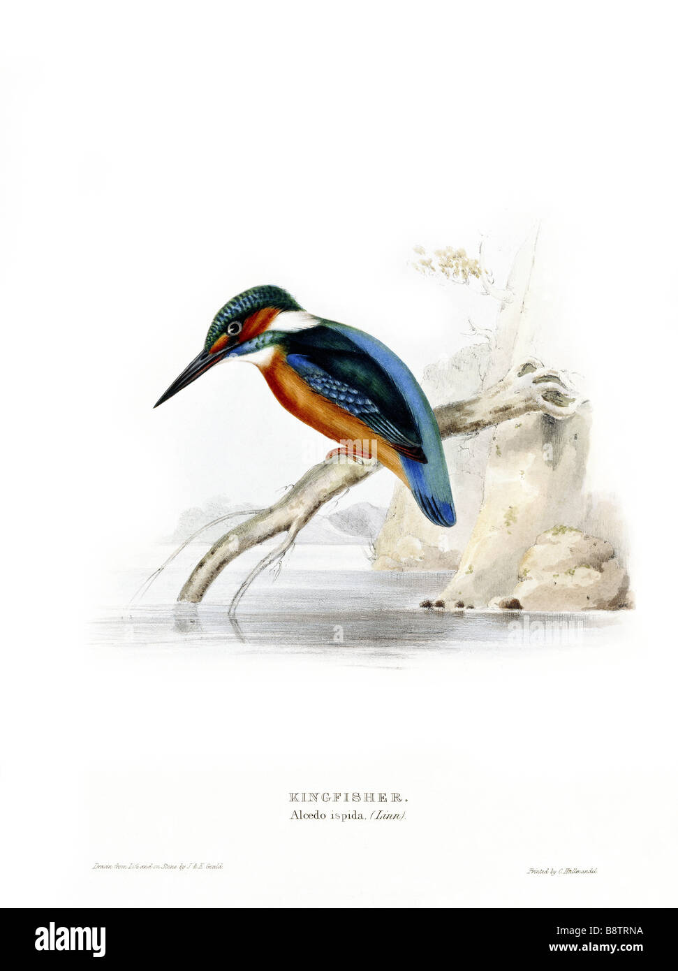 BIRDS OF EUROPE KINGFISHER Alcedo ispida by John Gould London 1837 from the Library at Blickling Hall Stock Photo