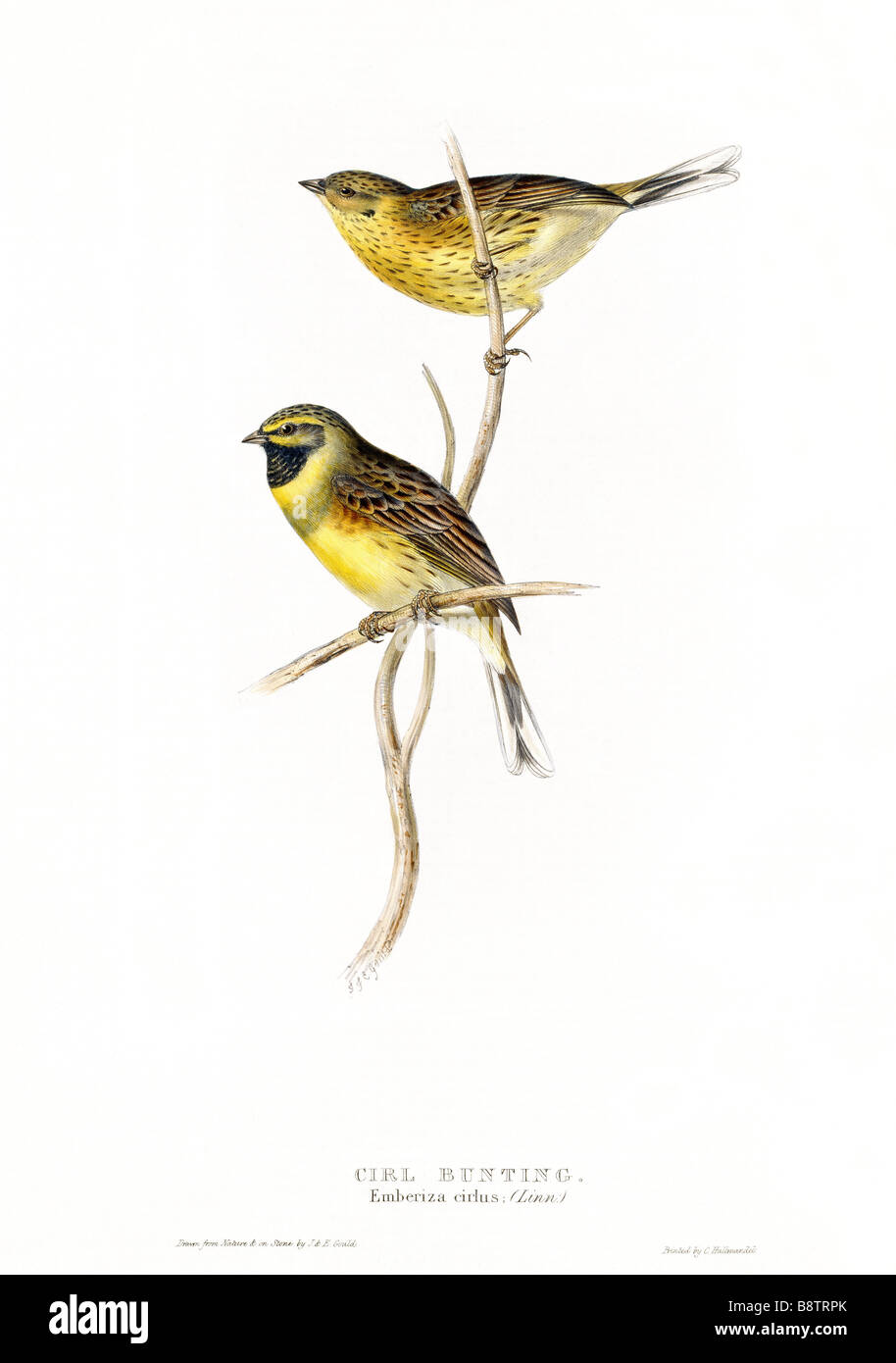 BIRDS OF EUROPE CIRL BUNTING Emberiza cirlus by John Gould London 1837 from the Library at Blickling Hall Stock Photo