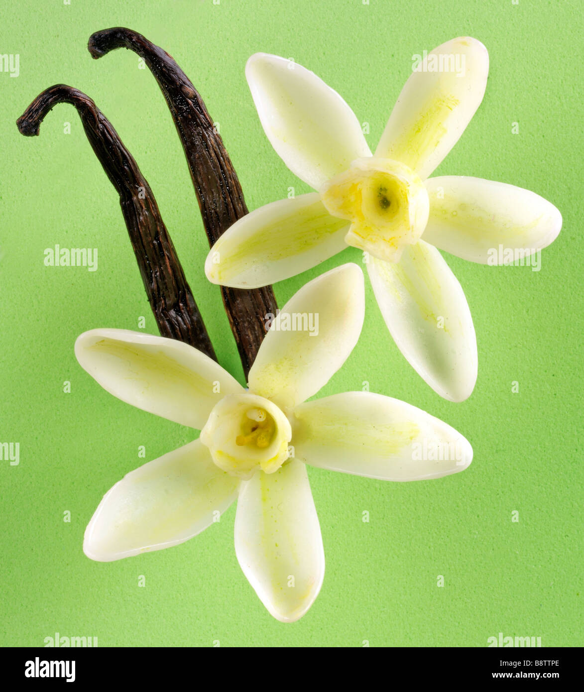 VANILLA FLOWERS WITH PODS Stock Photo Alamy