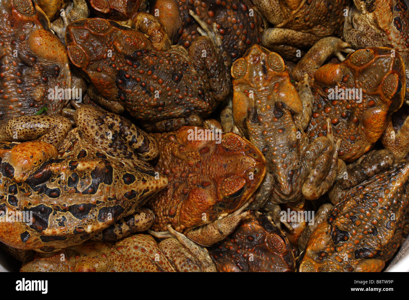 Cane Toads (Bufo marinus) Stock Photo