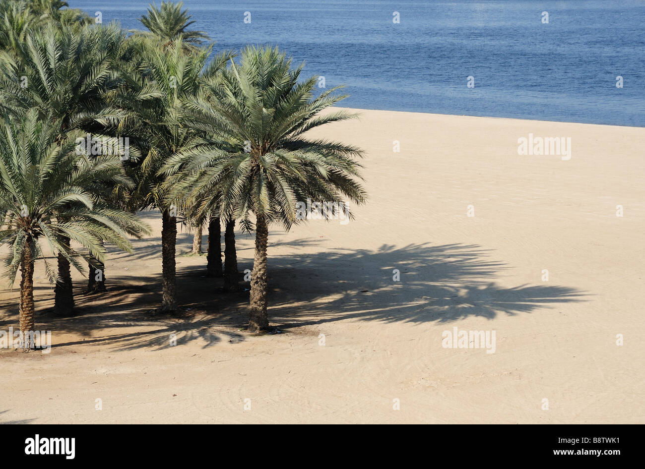 Palm Trees on the Beach at Dubai Creek, United Arab Emirates Stock Photo