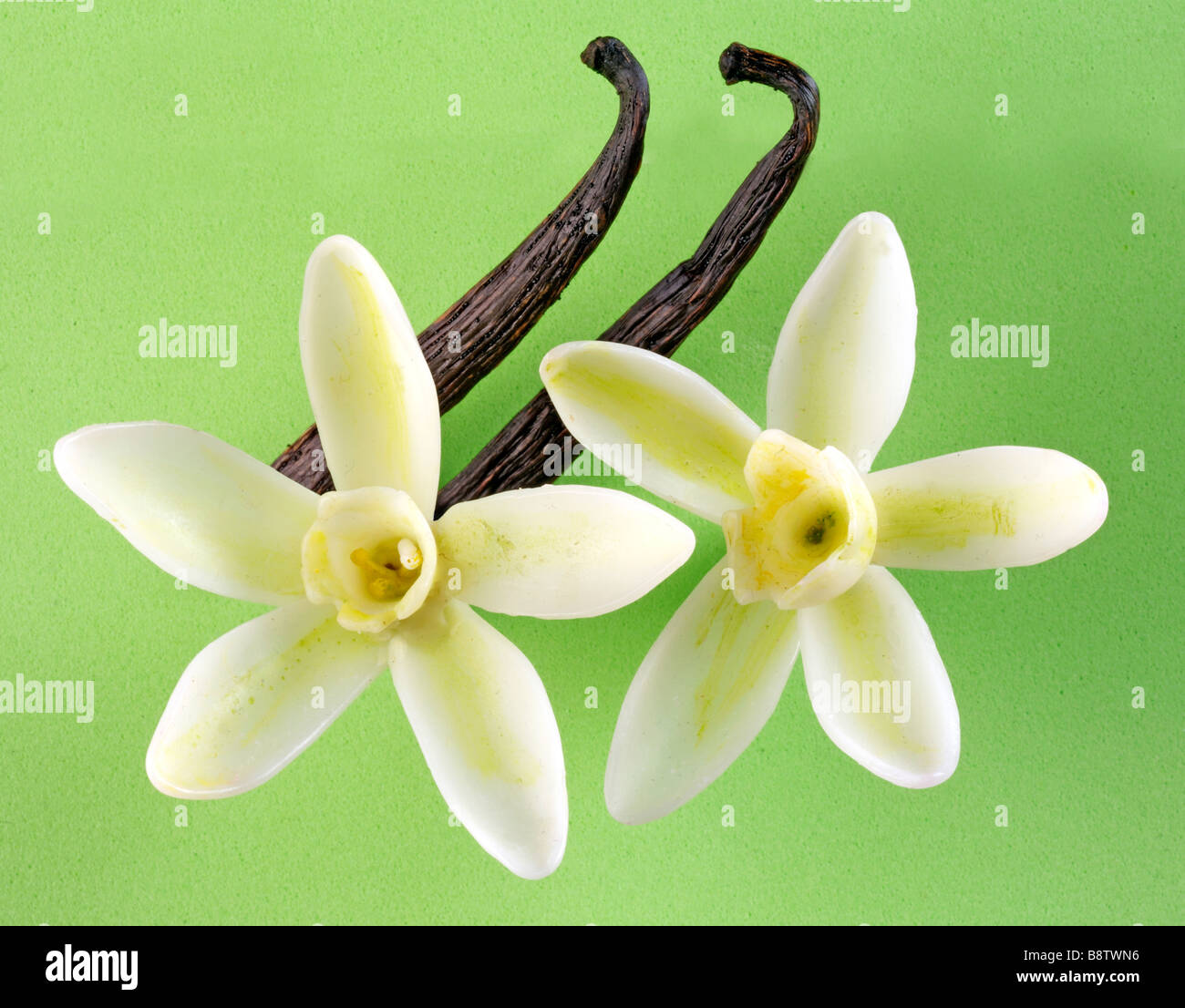 VANILLA FLOWERS WITH PODS Stock Photo Alamy