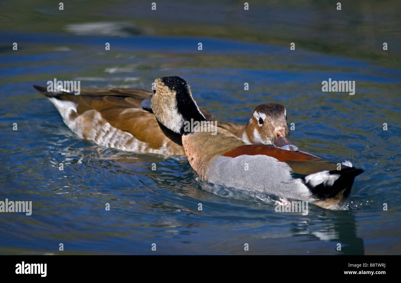 Two Ringed-Teal (callonetta leucophrys) courting, WWT London Stock Photo