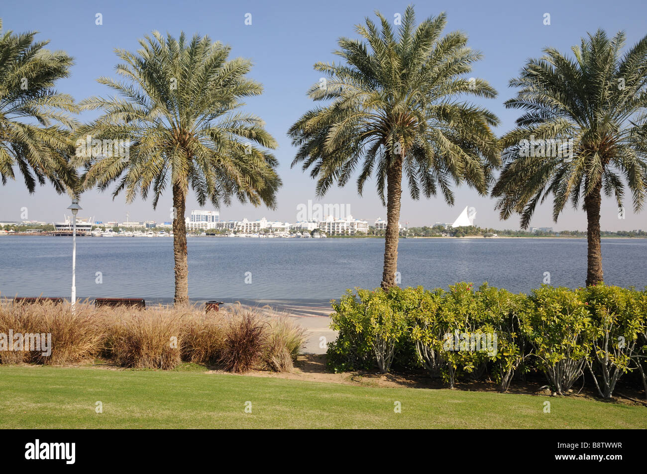 Palm Trees at Dubai Creek, United Arab Emirates Stock Photo