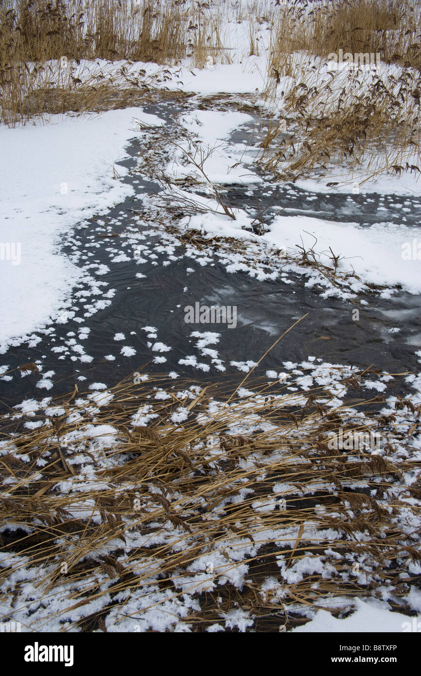 Frozen river beaver dam and reeds Stock Photo