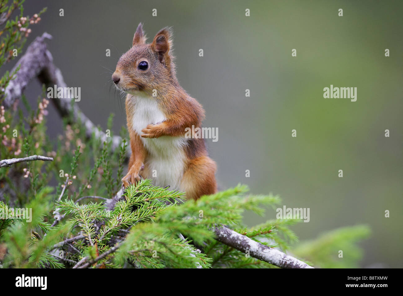 Red Squirrel (Sciurus vulgaris), portrait on pine branch Stock Photo