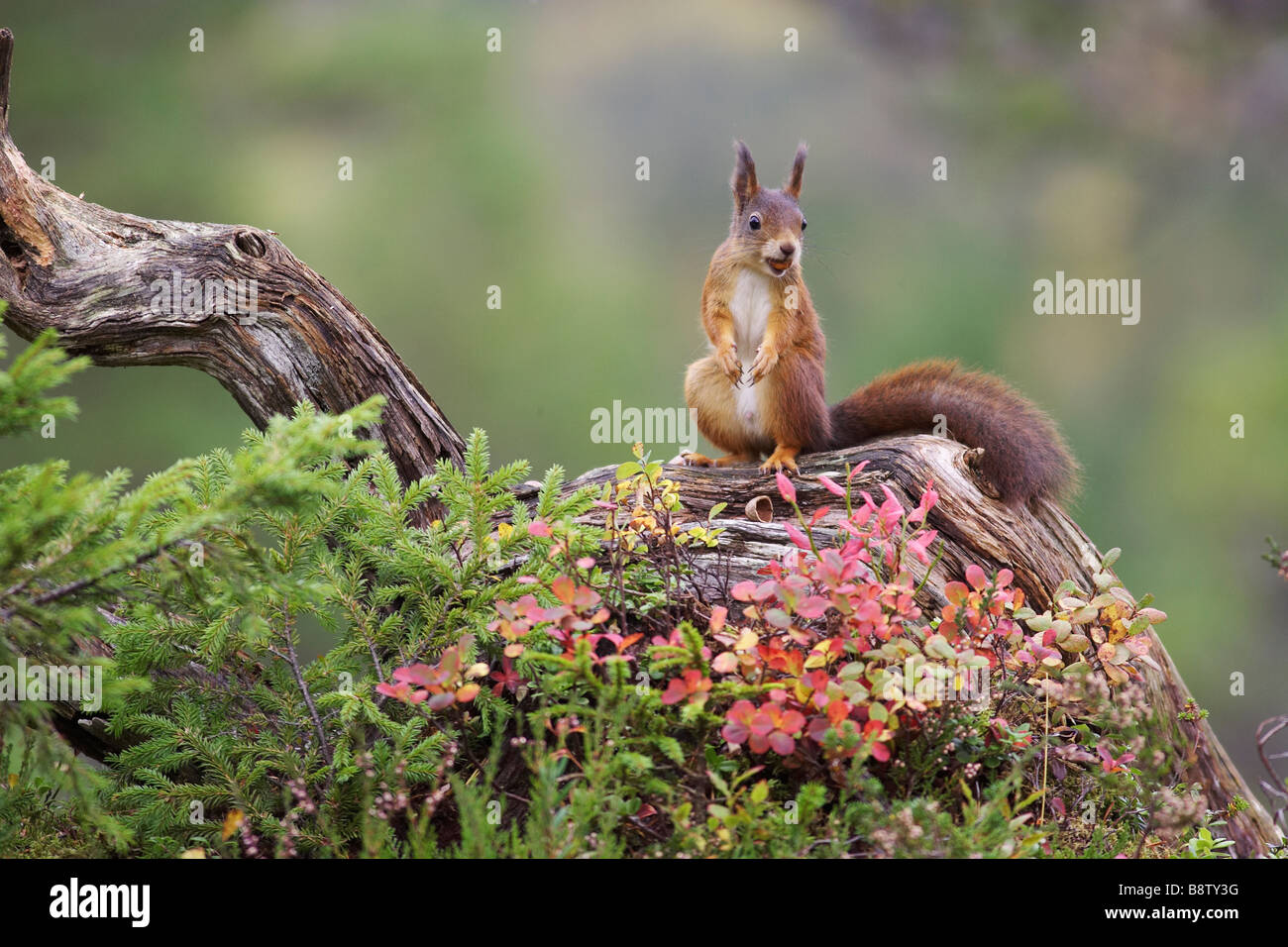 Red Squirrel (Sciurus vulgaris) on fallen log in autumnal pine forest Stock Photo