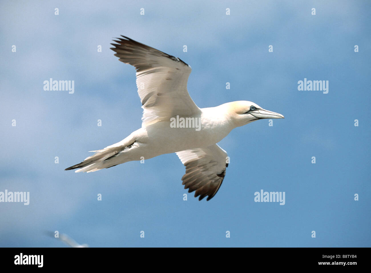 Northern Gannet (Sula bassana, Morus bassanus), adult in flight Stock Photo