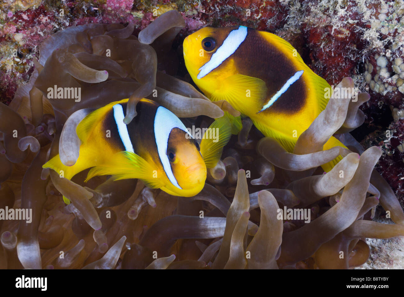 Red Sea Anemonefish Amphiprion bicinctus Marsa Alam Red Sea Egypt Stock Photo
