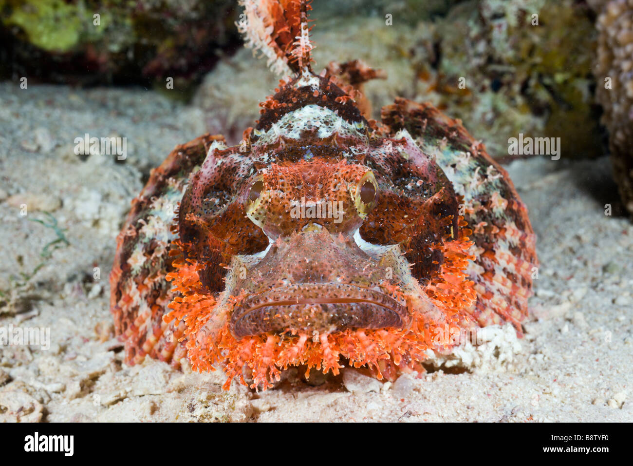 Tassled Scorpionfish Scorpaenopsis oxycephalus Nuweiba Sinai Red Sea Egypt Stock Photo