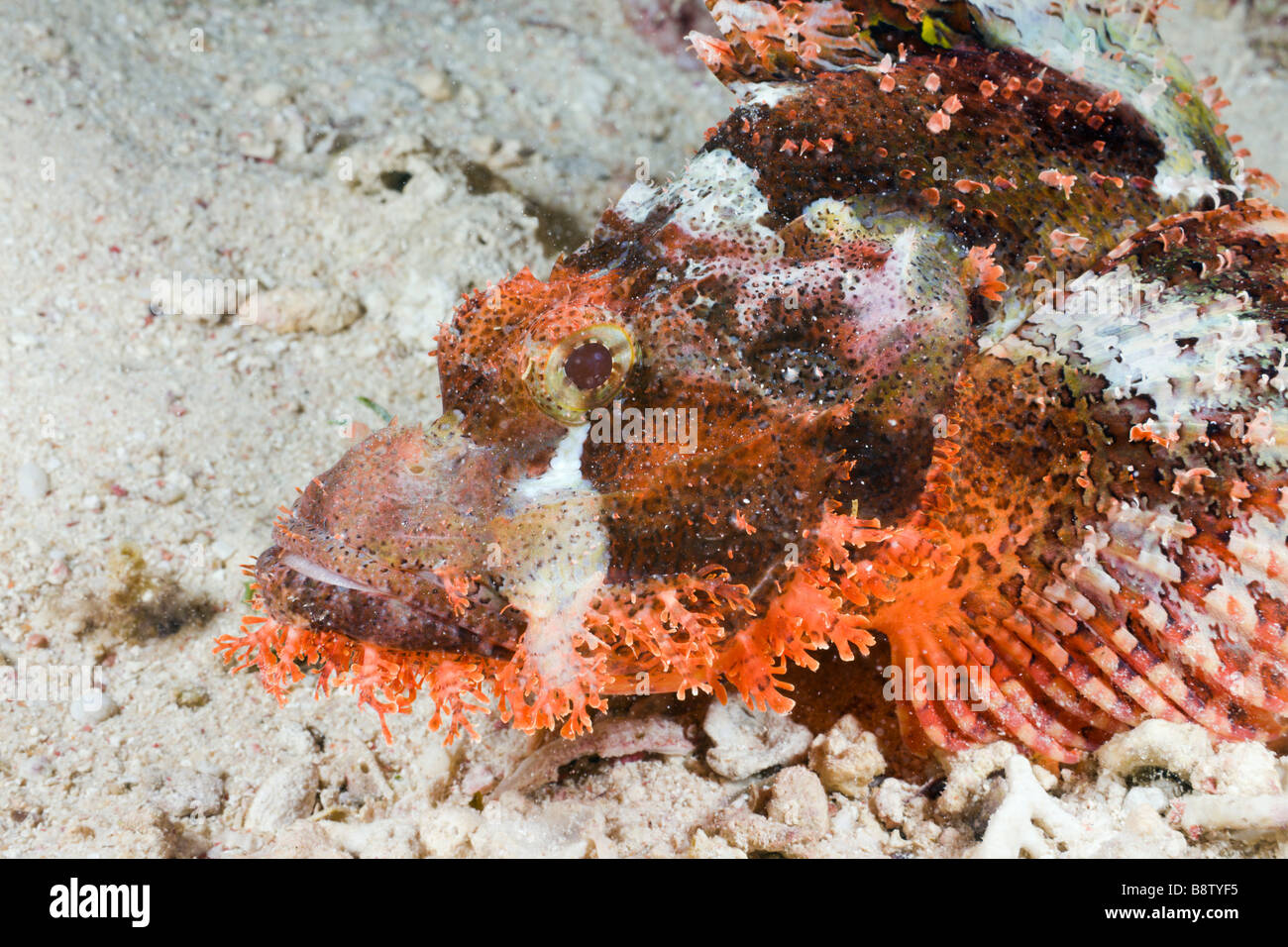 Tassled Scorpionfish Scorpaenopsis oxycephalus Safaga Red Sea Egypt Stock Photo