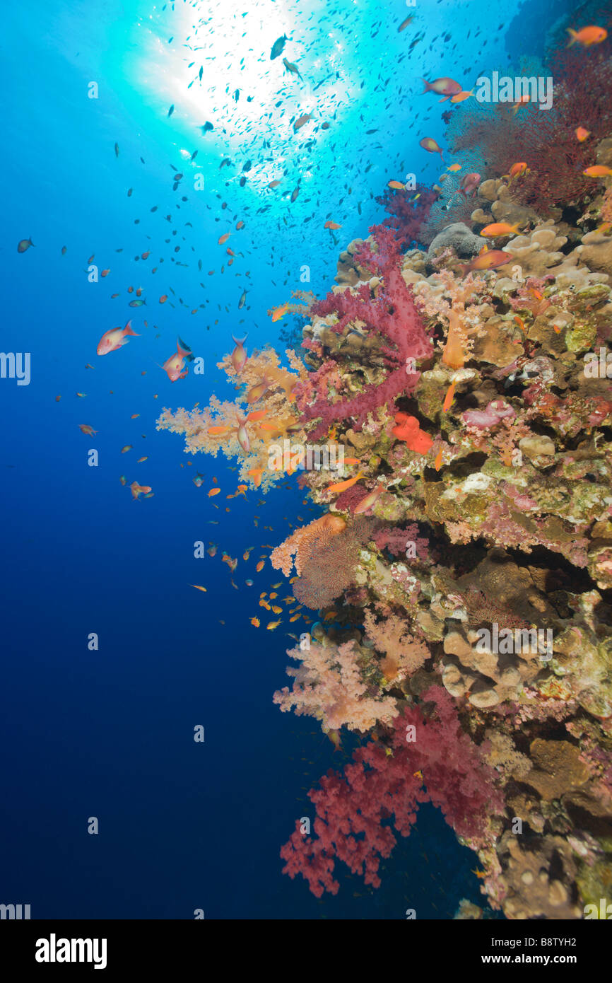 Coral Reef and Anthias Pseudanthias squamipinnis Elphinestone Reef Red Sea Egypt Stock Photo