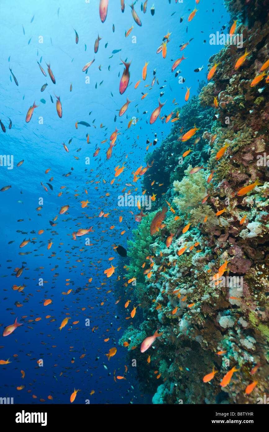 Anthias and Coral Reef Pseudanthias squamipinnis Daedalus Reef Red Sea Egypt Stock Photo