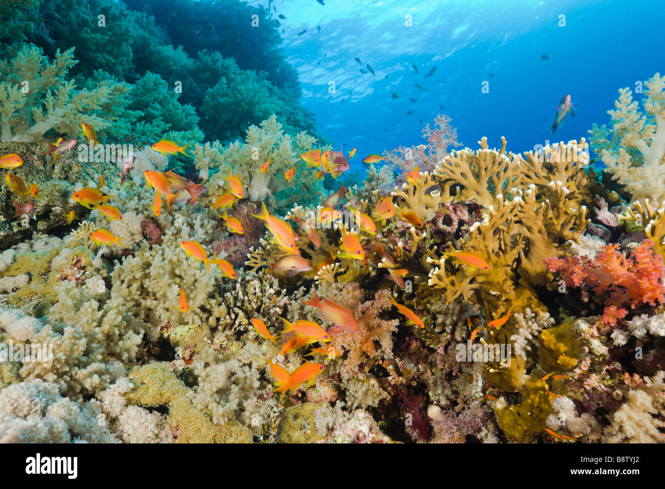 Coral Reef and Anthias Pseudanthias squamipinnis Elphinestone Reef Red Sea Egypt Stock Photo