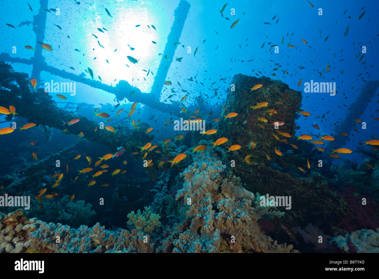 Corals cover Numidia Wreck Brother Islands Red Sea Egypt Stock Photo