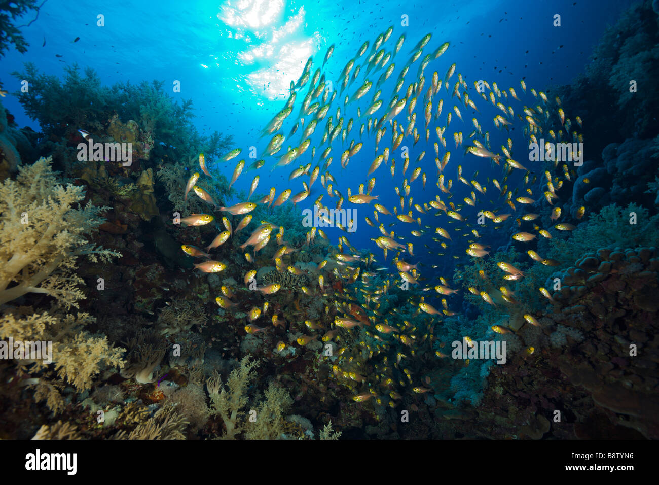 Schooling Sweeper Parapriacanthus Daedalus Reef Red Sea Egypt Stock Photo